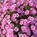 Petunia Bubble-gum keeps you in the pink!