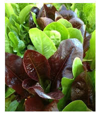 Late winter is the best time for lettuce
