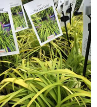 New golden Lily Turf, Pee Dee Gold