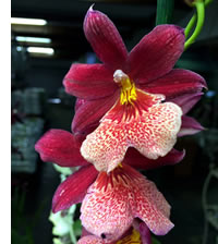 Feed your Orchids every alternate watering