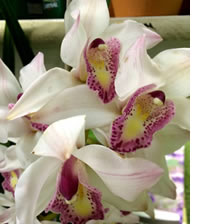 Cymbidiums are spectacular
