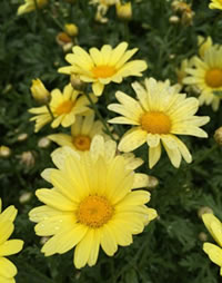 Easy colour from Lemon Queen Daisies