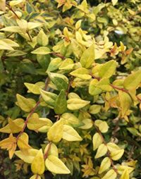 Tough yellow Abelia