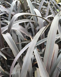 Colour in from hardy Flaxes