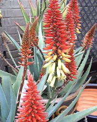 Winter is Aloe flowering season