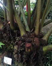 Tree fern fronds as thick as my arm! Tree fern fronds as thick as my arm!