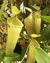 The unusual Pitcher Plant The unusual Pitcher Plant