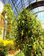 Pitcher Plant in a hanging basket Pitcher Plant in a hanging basket