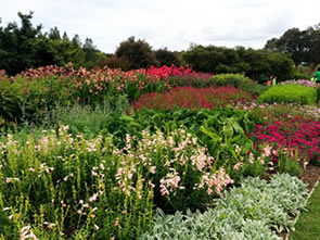 Shades of Pink in the Perennial Garden Shades of Pink in the Perennial Garden
