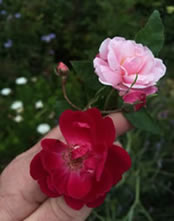 Over 200 year old China Roses 1792 and 1793 Over 200 year old China Roses 1792 and 1793