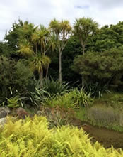 Indigenous to NZ Indigenous to NZ