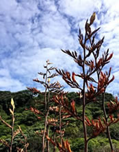 NZ Flax in full flower NZ Flax in full flower