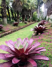 Bromeliad bigger than ever! Bromeliad bigger than ever!