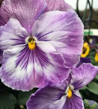 Plant some more colour is number 1 on our list