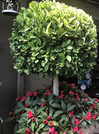 We love lollipops in containers!