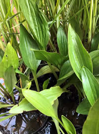 Bog plants add variety to the water edge