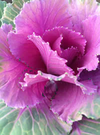 #GrowSomethingDifferent Ornamental Kale