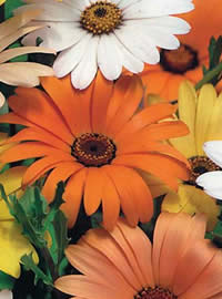 Classic African Daisies in bright colours Classic African Daisies in bright colours