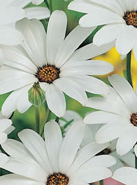 White African Daisies sparkle in the winter sun White African Daisies sparkle in the winter sun