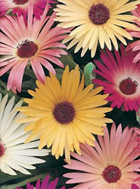 Bokbaai Vygies also known as Livingston Daisies Bokbaai Vygies also known as Livingston Daisies