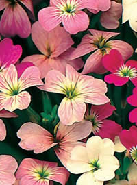 Virginian Stocks are fragrant Virginian Stocks are fragrant