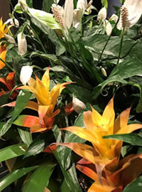 Rockefeller opulence