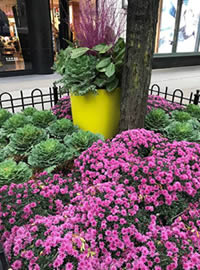 Fall displays on Michigan Avenue
