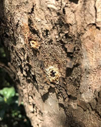 Our second Maple to be infected Our second Maple to be infected