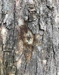 Shot Hole borer damage on Acer Buergerianum Shot Hole borer damage on Acer Buergerianum