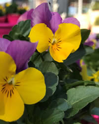 Plant a bowl of
colour for the patio