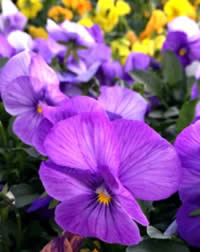 Did you know on pansy
plant can have up to 
800 flowers