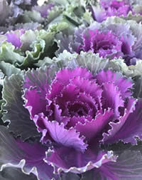 Ornamental Kale make a bold statement