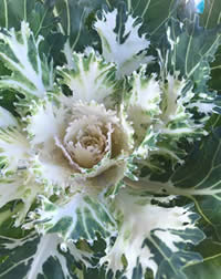 Ornamental Kale always draw attention
