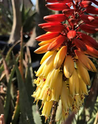 Winter is Aloe flowering season
