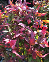Nandina get our vote for rewarding colour