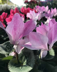 Do not overwater them or they will rot