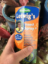 Organic insecticide to protect your veggies.