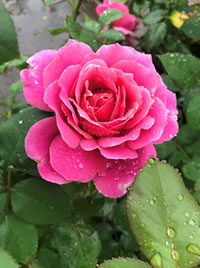 The Spear Plant has shades of silver