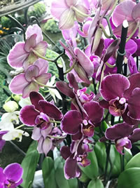 We love the Cast Iron Plant