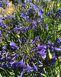 Beautiful Lapis Blue Agapanthus 