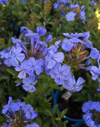 Indigenous to the Cape - Plumbago