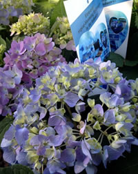 Repeat flowering Hydrangea Endless Summer