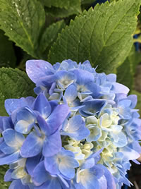 Feed to improve Hydrangea colour