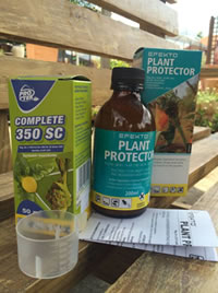 Systemic insecticides protect conifers in winter