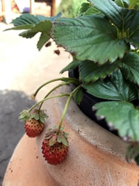 Strawberries grow well in raised containers