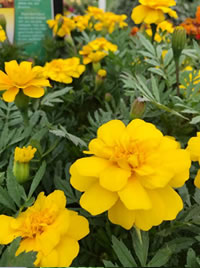 Companion plant with Marigolds
