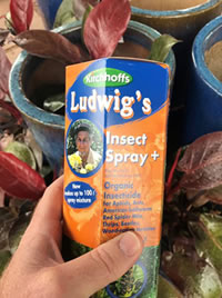 Organic insecticide to protect your veggies