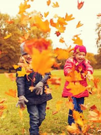 Gather the leaves, its free mulch!