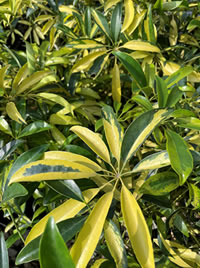 The variegated Hawaiian Elf likes high light