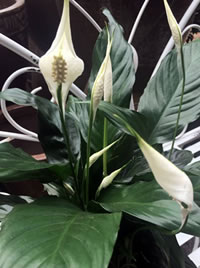 Peace Lilies grow in low light